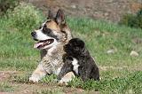 AKITA AMERICAIN 197
